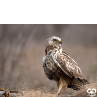 گونه سارگپه پرپا Rough-legged Buzzard